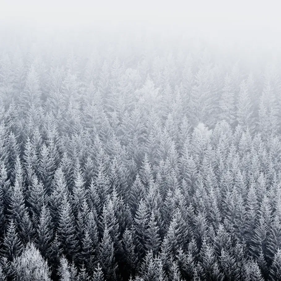 101.Trees