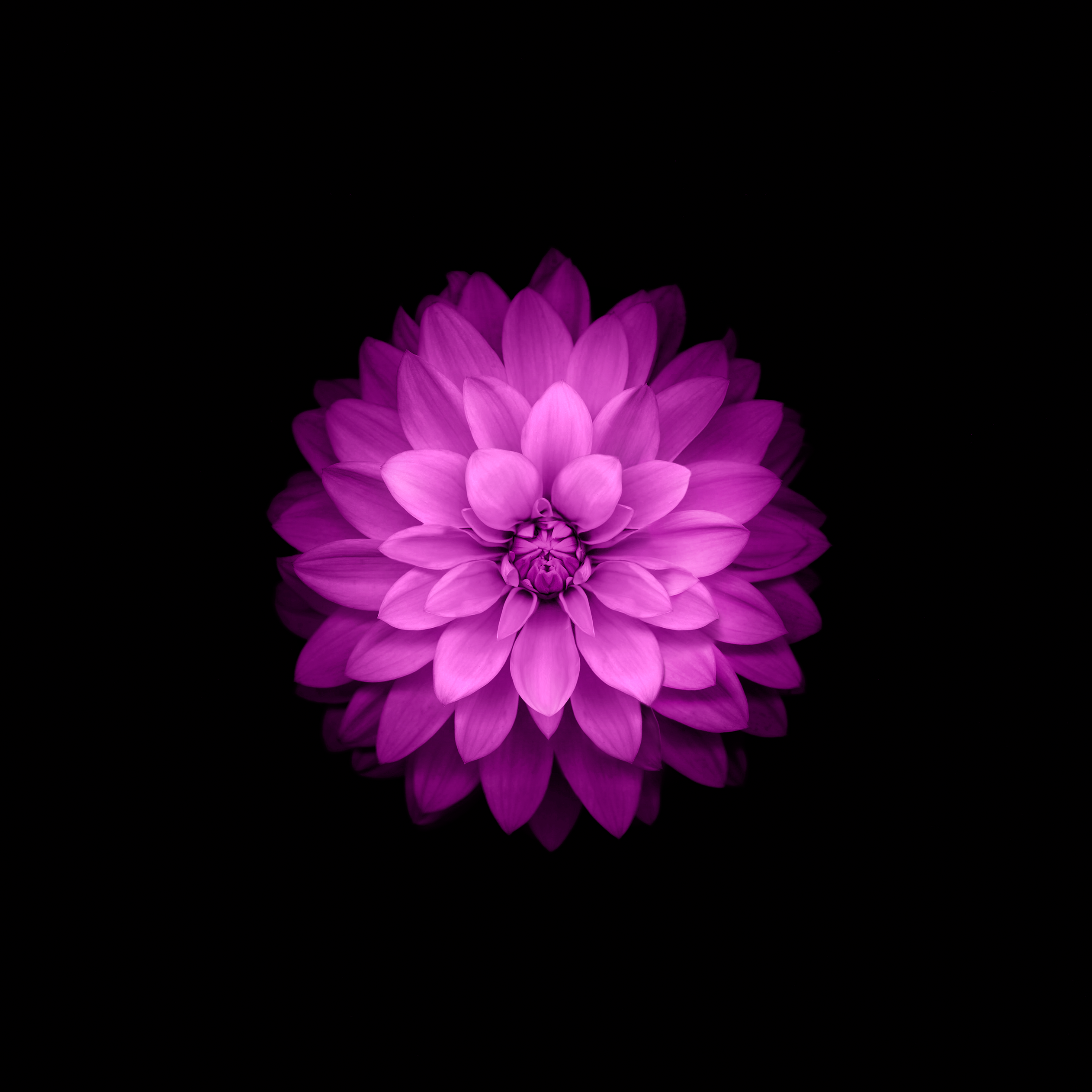 Wallpaper 10