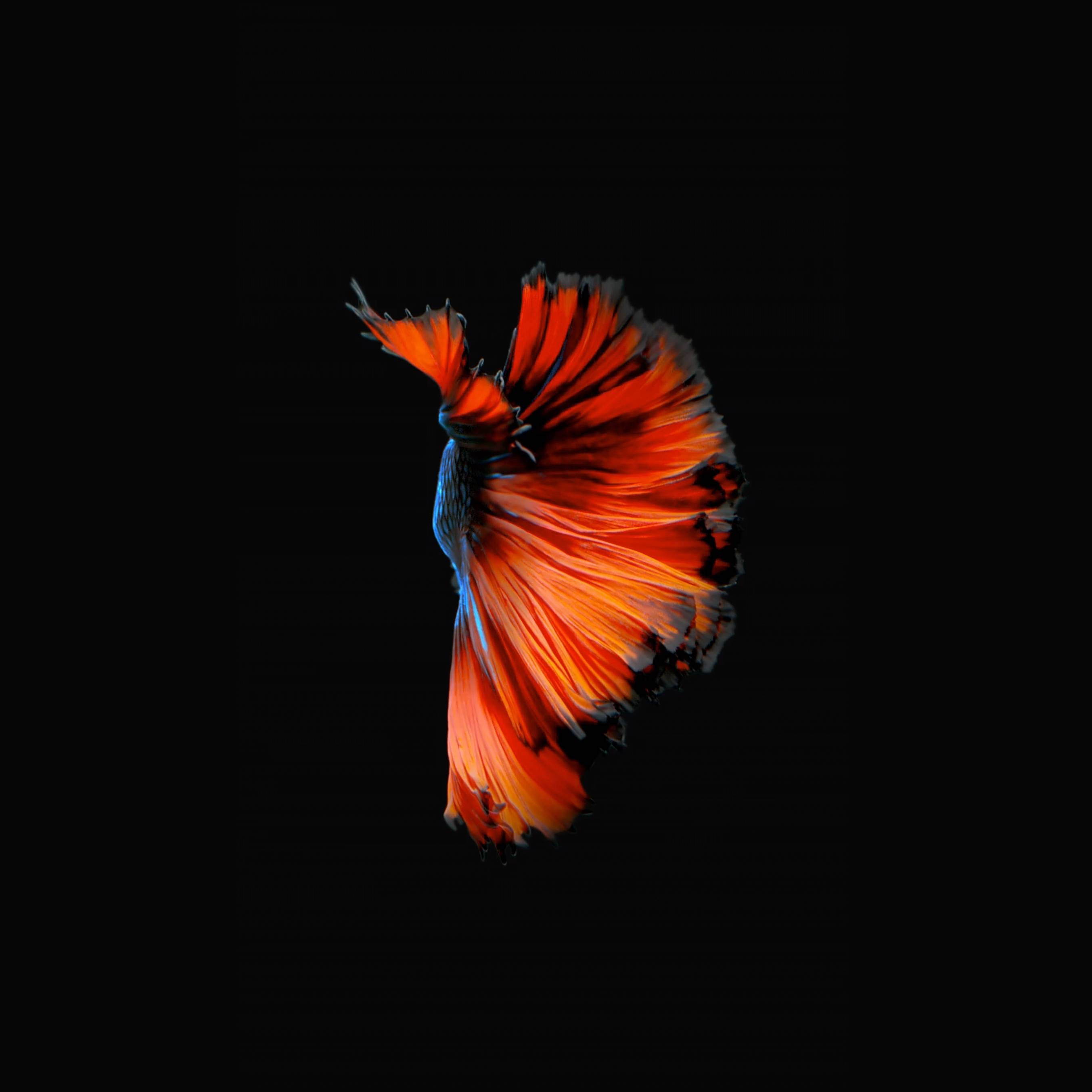 6s 1000.FishBlueRed 414w 736h@3x iphone