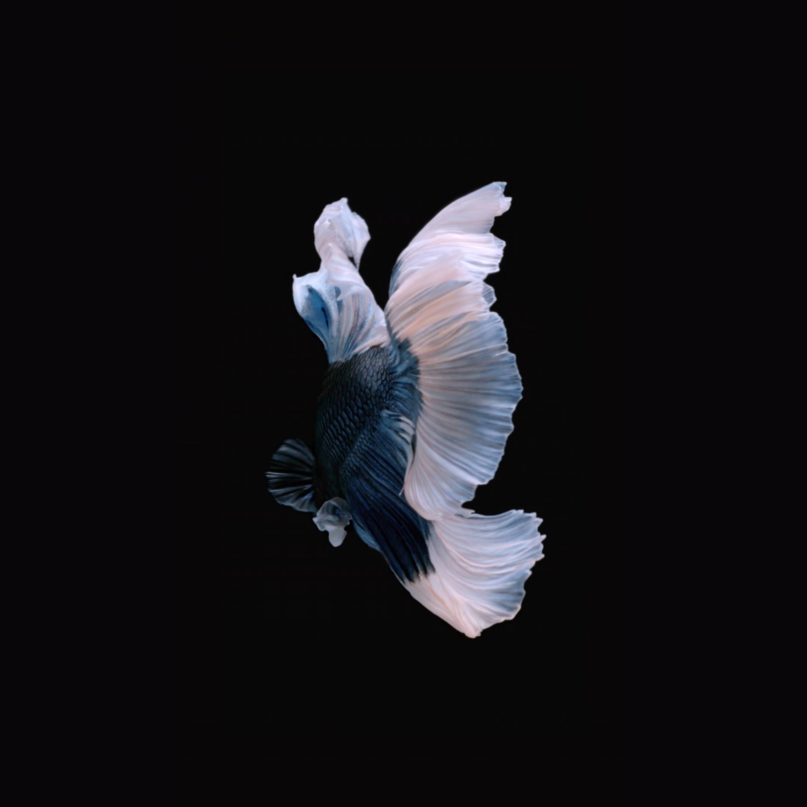6s 1001.FishBlueWhite 414w 736h@3x iphone