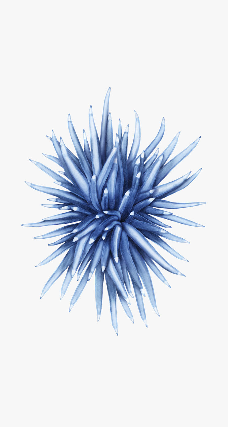 1 135.Nudibranch Blue zinc