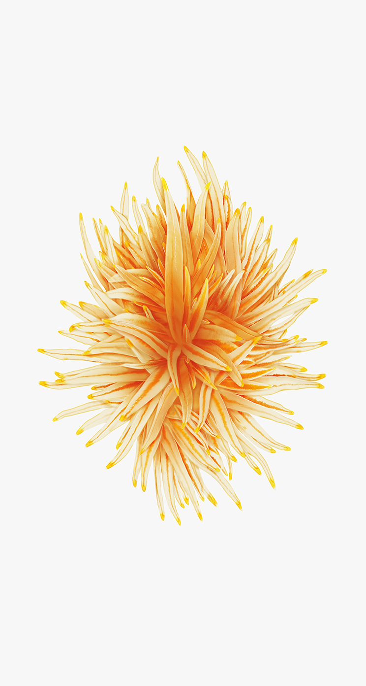 1 140.Nudibranch Gold zinc